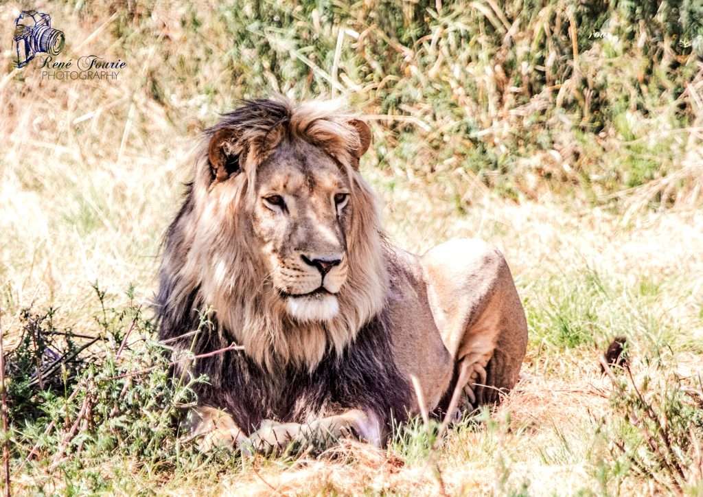 Open safari vehicle on a game drive and white lion tour near Parys at Tava Lingwe