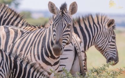 Game drive , animals, nature