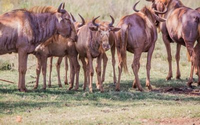 Game drive , animals, nature