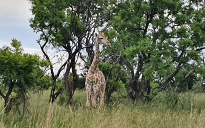 Game drive , animals, nature, giraffe