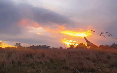 Game drive , animals, nature, giraffe