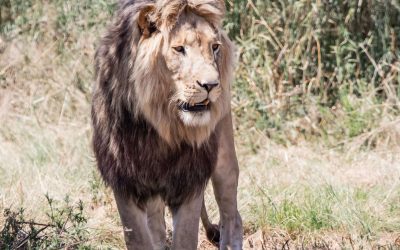 iconic African Savannah Lion