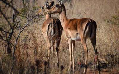 Game drive , animals, nature