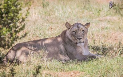 iconic African Savannah Lion