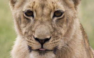 extraordinary wildlife tour