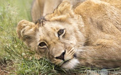 extraordinary wildlife tour