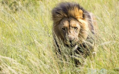iconic African Savannah Lion