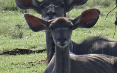 Game drive , animals, nature