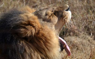 iconic African Savannah Lion
