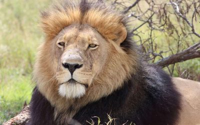 iconic African Savannah Lion