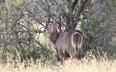 extraordinary wildlife tour
