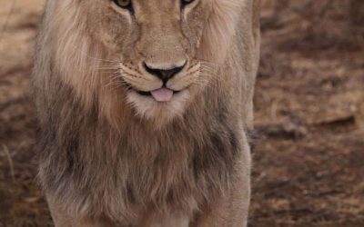 iconic African Savannah Lion