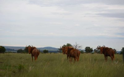 Game drive , animals, nature