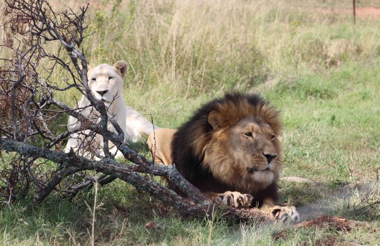 extraordinary wildlife tour