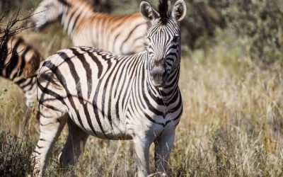 extraordinary wildlife tour