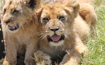 Game drive , animals, nature