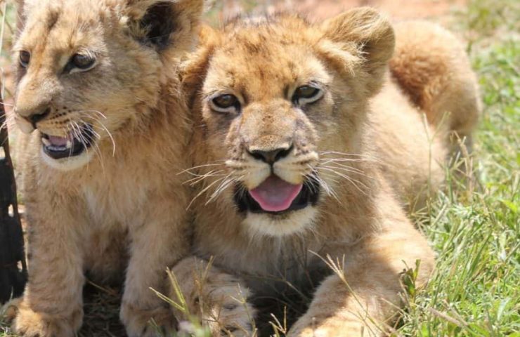 Game drive , animals, nature