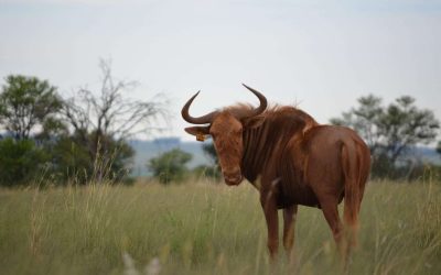 extraordinary wildlife tour