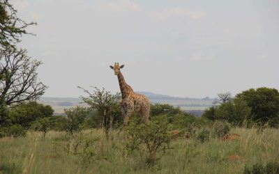 Game drive , animals, nature, giraffe
