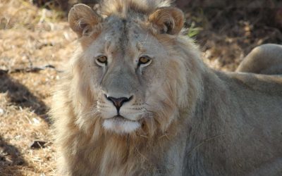 iconic African Savannah Lion